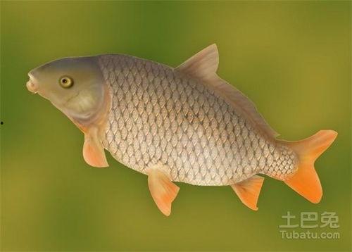 鲤鱼养殖爆料方法图解视频,图解视频精华概述