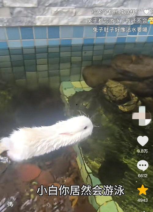 白兔视频,探索奇幻世界，畅游视觉盛宴