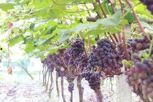 收获葡萄的视频,镜头下的甜蜜收获