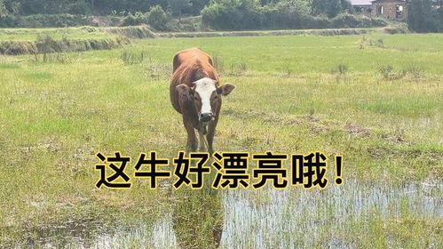 给老公含牛子,老公含牛子的温馨日常