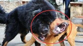 草原藏獒和狼打架视频,藏獒与狼的生死较量